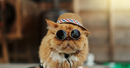 Image showing Cat, sunglasses and outdoor in pet clothes with style, fashion and funny in city, street or road. Ginger kitten, animal and comic with dark glasses, style and backyard to protect eyes from sunshine