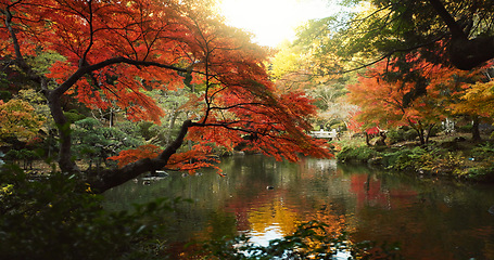 Image showing Trees, garden and lake in landscape and environment, Japanese park with red and green foliage or leaves. Plants, forest and water, nature and land with scenic view, summer or spring for peace outdoor