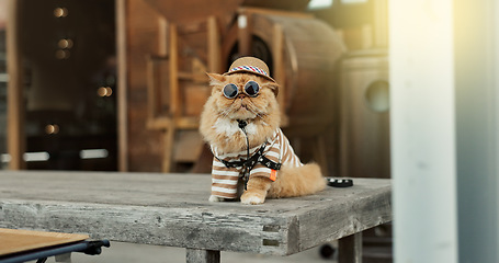 Image showing Cat, sunglasses and outdoor in pet clothes with style, fashion and funny in city, street or road. Ginger kitten, animal and comic with dark glasses, style and backyard to protect eyes from sunshine