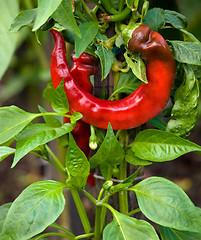 Image showing Red chilli pepper in garden