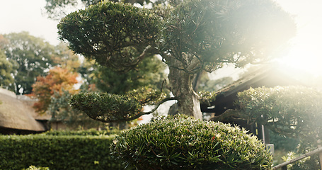 Image showing Trees, nature and sunshine, landscape and environment with park in Japan, green and lens flare. Garden, Earth and landscaping, natural background for travel and tourism with location or destination