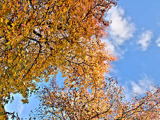 Image showing Beautiful  autumn tree