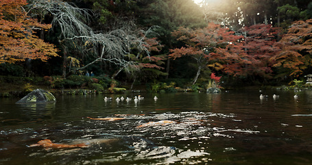 Image showing Koi pond, trees and nature with landscape and environment, ducks and fish with sunshine and park in Japan. Garden, Earth with lake or water background, location or destination for travel and tourism