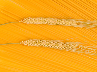 Image showing Uncooked Italian pasta Spaghetti and wheat background