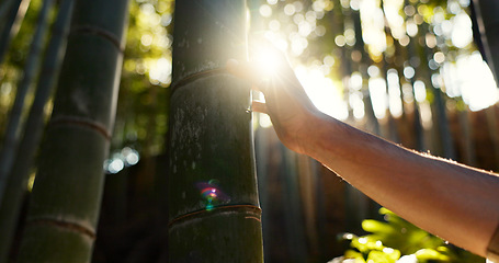 Image showing Person, touch and tree in bamboo forest, sunshine and lens flare for hiking with connection to nature. Hiker, trekking and environment with hand on adventure, walk or journey in tropical rainforest