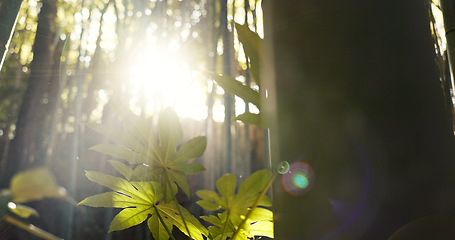 Image showing Forest, trees and landscape with sunshine, lens flare and growth for leaves, plants and nature in spring. Tropical rainforest, woods and sunrise with sustainability, ecology and environment in Brazil