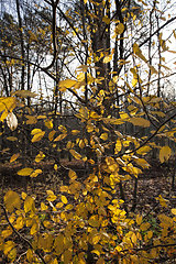 Image showing maple trees during autumn