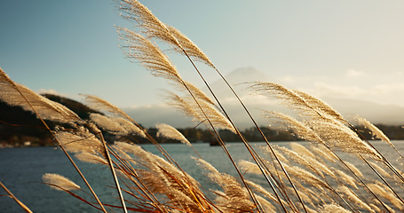 Image showing Lake, leaves or reeds in the wind with environment, natural landscape and sunshine for plants in meadow or park. Reed grass, fresh air with land and water outdoor, nature background and travel