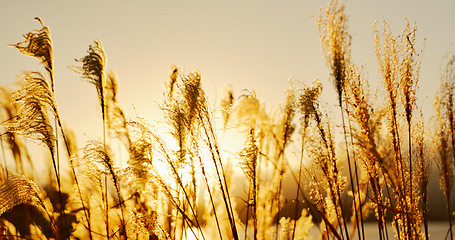 Image showing Lake, leaves or Reeds in the wind with sunrise, natural landscape and sunshine for plants in meadow or park. Reed grass, fresh air with land and outdoor environment, nature background and travel