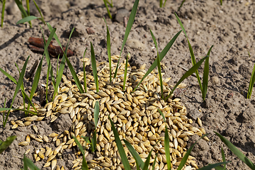 Image showing sprouts of wheat