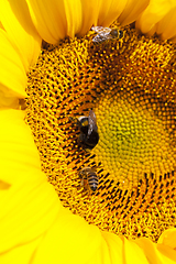 Image showing sunflower during pollination