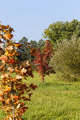 Image showing colorful trees in the forest in autumn