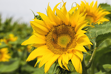 Image showing sunflowers in summer