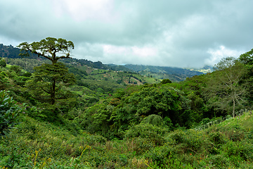 Image showing Rain forest in Tapanti national park, Costa Rica