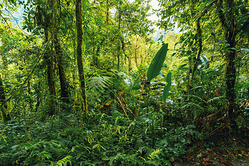 Image showing Dense Tropical Rain Forest, Tapanti national park, Costa Rica