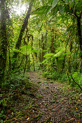 Image showing Rain forest in Tapanti national park, Costa Rica