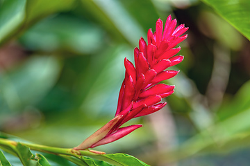 Image showing Alpinia purpurata will grow in rainforest of Costa Rica