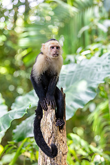 Image showing Colombian white-faced capuchin (Cebus capucinus), Manuel Antonio National Park, Costa Rica