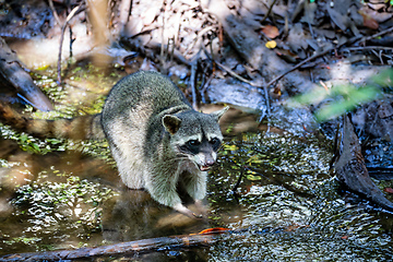 Image showing crab-eating raccoon or South American raccoon, Curu Wildlife Reserve, Costa Rica wildlife