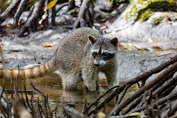 Image showing crab-eating raccoon or South American raccoon, Curu Wildlife Reserve, Costa Rica wildlife