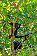 Image showing Mantled howler, Alouatta palliata, Curu, Costa Rica