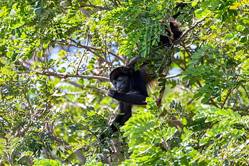 Image showing Mantled howler, Alouatta palliata, Rio Bebedero Guanacaste, Costa Rica