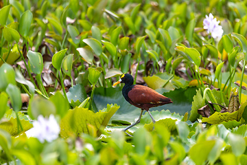 Image showing Bird Northern Jacana, Jacana spinosa, Rio Curu. Wildlife and birdwatching in Costa Rica.