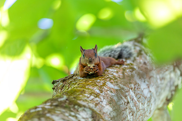 Image showing Variegated squirrel, Sciurus variegatoides, Curu Wildlife Reserve, Costa Rica wildlife