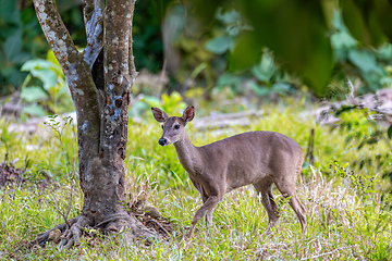 Image showing White-tailed deer, Odocoileus virginianus, Curu Wildlife Reserve, Costa Rica wildlife