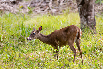 Image showing White-tailed deer, Odocoileus virginianus, Curu Wildlife Reserve, Costa Rica wildlife