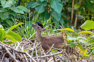 Image showing White-tailed deer, Odocoileus virginianus, Curu Wildlife Reserve, Costa Rica wildlife