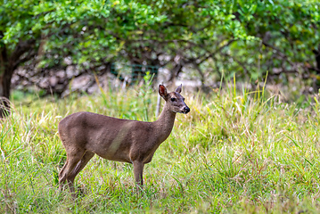 Image showing White-tailed deer, Odocoileus virginianus, Curu Wildlife Reserve, Costa Rica wildlife