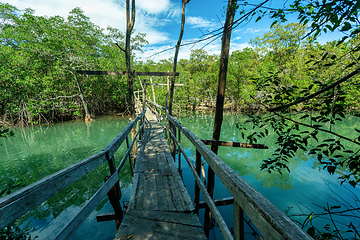 Image showing Wooden bridge pathway over marshy river with vegetation thicket