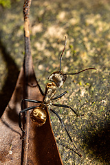 Image showing Ant, Camponotus sericeiventris, Curu Wildlife Reserve, Costa Rica