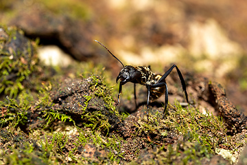 Image showing Ant, Camponotus sericeiventris, Curu Wildlife Reserve, Costa Rica