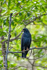 Image showing Common black hawk ,Buteogallus anthracinus, Curu Wildlife Reserve, Costa Rica wildlife