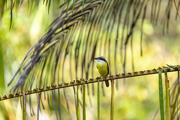 Image showing Great kiskadee, Pitangus sulphuratus, Curu Wildlife Reserve, Costa Rica