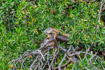 Image showing Green iguana (Iguana iguana), Rio Tempisque Costa Rica wildlife