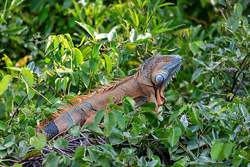 Image showing Green iguana (Iguana iguana), Rio Tempisque Costa Rica wildlife