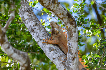 Image showing Green iguana (Iguana iguana), Rio Tempisque Costa Rica wildlife