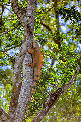 Image showing Green iguana (Iguana iguana), Rio Tempisque Costa Rica wildlife