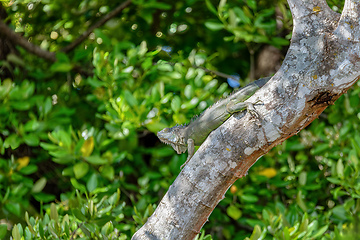 Image showing Green iguana (Iguana iguana), Rio Tempisque Costa Rica wildlife