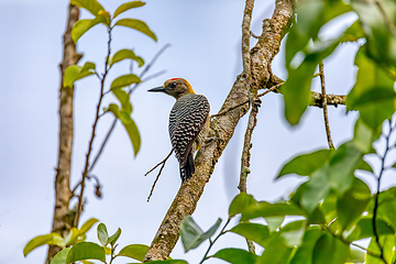 Image showing Hoffmann's woodpecker, Melanerpes hoffmannii. Curu Wildlife Reserve, Wildlife and birdwatching in Costa Rica.