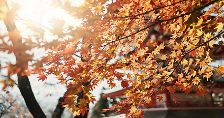 Image showing Sun, leaves and tree with Japanese temple, environment and landscape, architecture with travel and lens flare. Sunshine, nature and autumn with orange foliage, traditional and pagoda building outdoor