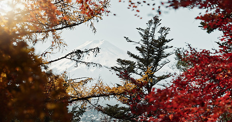 Image showing Nature, trees and landscape in Japan with environment, foliage and red leaves in park for travel. Japanese garden, location and natural background with plants, Earth and scenic view, autumn and eco