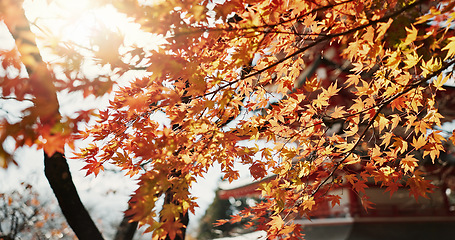 Image showing Sun, leaves and tree with Japanese temple, environment and landscape, architecture with travel and lens flare. Sunshine, nature and autumn with orange foliage, traditional and pagoda building outdoor