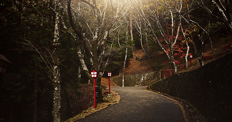 Image showing Dark, night and a path of a Japanese street for walking, nature or travel. Evening, landscape and an empty road in a natural environment, forest or woods in Japan for commute, scenery or lighting