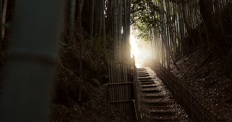 Image showing Nature, staircase and bamboo trees in Japan of hiking trail, light or steps on outdoor path. View of natural scenery, sunshine or stairs with fence of zen or eco friendly environment outside in Tokyo