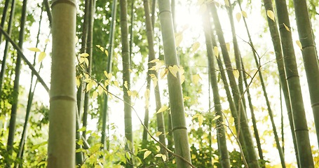 Image showing Bamboo, trees and plants in sustainable environment, ecology and calming forest in outdoor location. Nature, Japanese foliage and ecosystem in jungle or woods, peaceful and travel on holiday to Kyoto