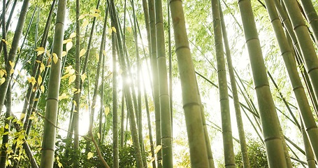 Image showing Bamboo, ecology and plants in sustainable environment, nature landscape and reed forest in outdoors. Trees, Japan foliage and ecosystem in jungle or woods, peaceful and travel on holiday to Kyoto